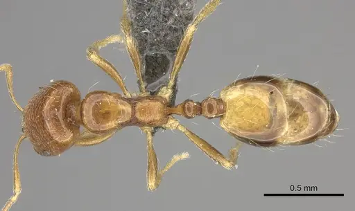 Trichomyrmex oscaris - CASENT0235926