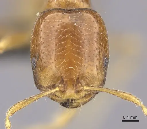 Trichomyrmex oscaris - CASENT0235926