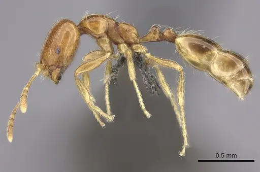 Trichomyrmex oscaris - CASENT0235926