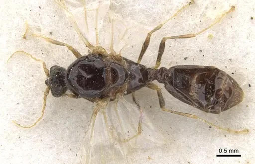 Trichomyrmex oscaris - CASENT0902180