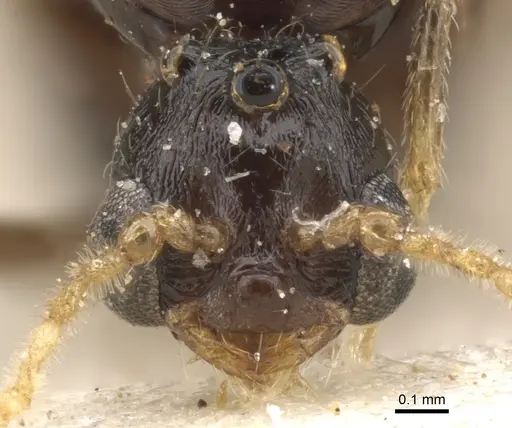 Trichomyrmex oscaris - CASENT0902180