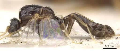 Trichomyrmex oscaris - CASENT0902180