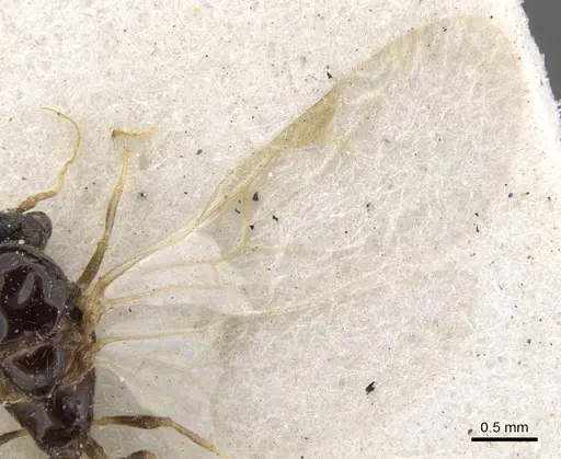 Trichomyrmex oscaris - CASENT0902180