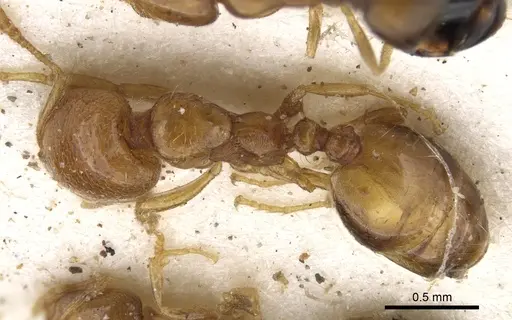 Trichomyrmex oscaris - CASENT0902208