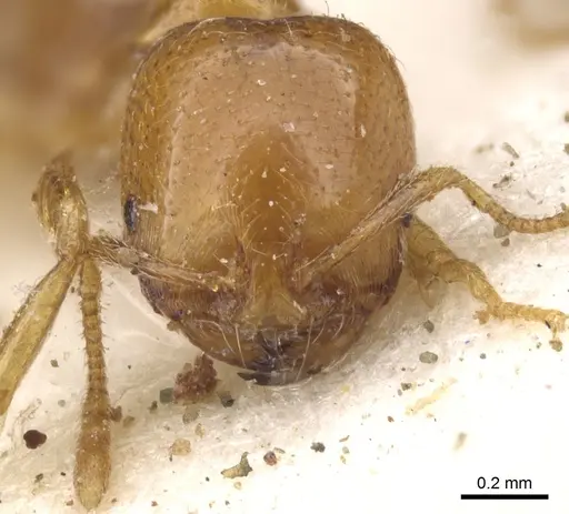 Trichomyrmex oscaris - CASENT0902208