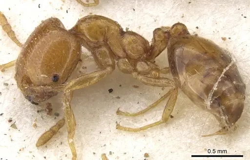 Trichomyrmex oscaris - CASENT0902208