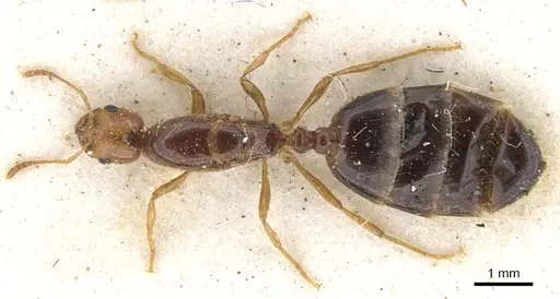 Trichomyrmex oscaris - CASENT0902209