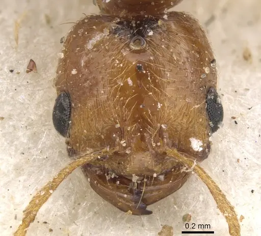 Trichomyrmex oscaris - CASENT0902209