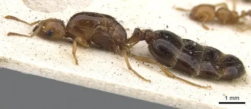 Trichomyrmex oscaris - CASENT0902209