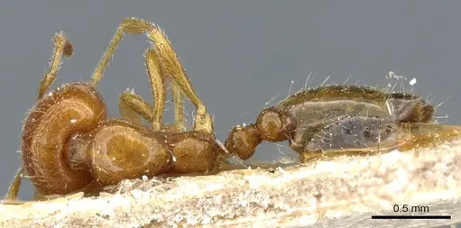 Trichomyrmex oscaris - CASENT0904583