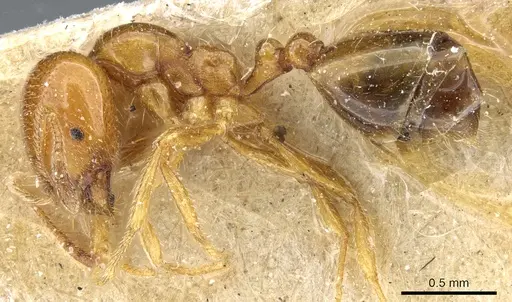 Trichomyrmex oscaris - CASENT0904583