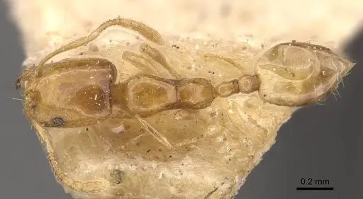 Trichomyrmex oscaris - CASENT0908712