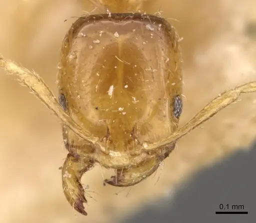 Trichomyrmex oscaris - CASENT0908712