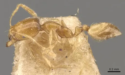 Trichomyrmex oscaris - CASENT0908712