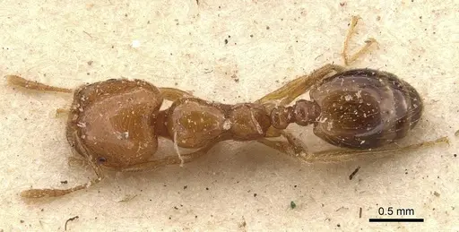 Trichomyrmex oscaris - CASENT0908716