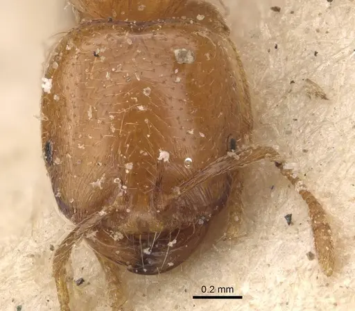 Trichomyrmex oscaris - CASENT0908716
