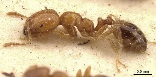 Trichomyrmex oscaris - CASENT0908716