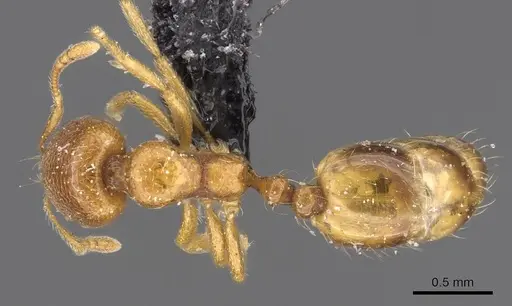 Trichomyrmex oscaris - CASENT0908750