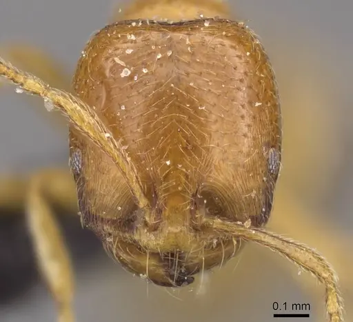 Trichomyrmex oscaris - CASENT0908750