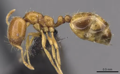 Trichomyrmex oscaris - CASENT0908750