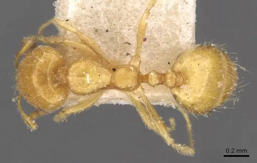 Trichomyrmex oscaris - CASENT0908751