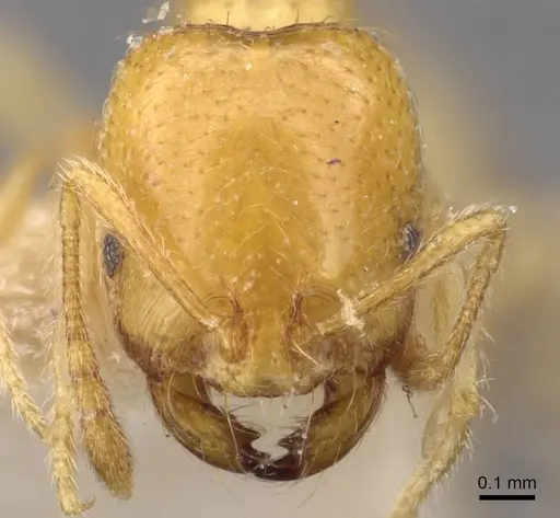 Trichomyrmex oscaris - CASENT0908751