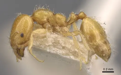 Trichomyrmex oscaris - CASENT0908751