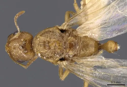 Trichomyrmex oscaris - CASENT0909201