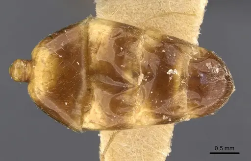 Trichomyrmex oscaris - CASENT0909201