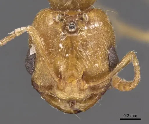 Trichomyrmex oscaris - CASENT0909201