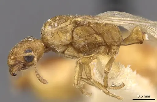 Trichomyrmex oscaris - CASENT0909201