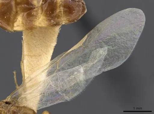 Trichomyrmex oscaris - CASENT0909201