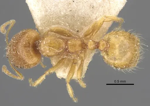 Trichomyrmex oscaris - CASENT0917001