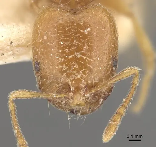 Trichomyrmex oscaris - CASENT0917001
