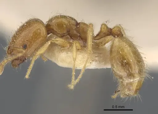 Trichomyrmex oscaris - CASENT0917001