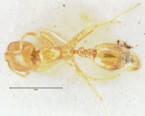 Trichomyrmex oscaris - FOCOL1717