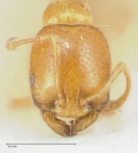 Trichomyrmex oscaris - FOCOL1717