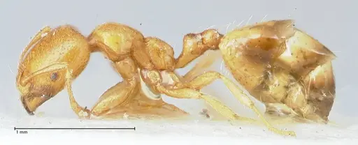 Trichomyrmex oscaris - FOCOL1717