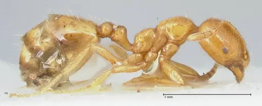 Trichomyrmex oscaris - FOCOL1717