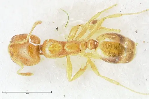 Trichomyrmex oscaris - FOCOL1718