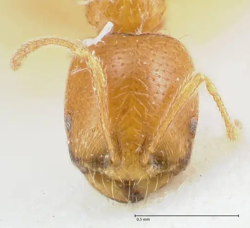 Trichomyrmex oscaris - FOCOL1718