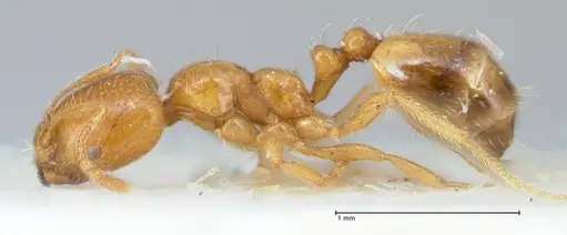 Trichomyrmex oscaris - FOCOL1718