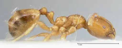 Trichomyrmex oscaris - FOCOL1718