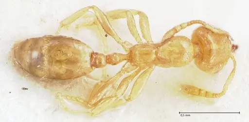 Trichomyrmex oscaris - FOCOL1719-1