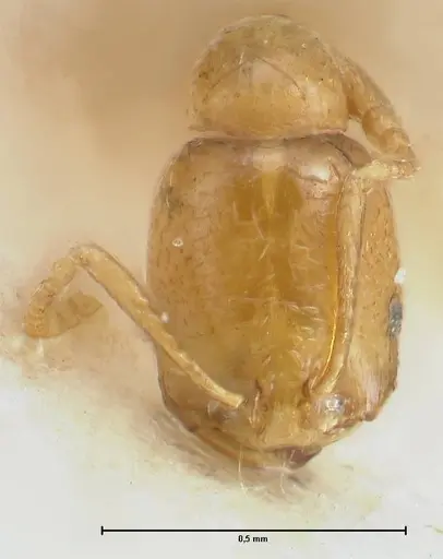 Trichomyrmex oscaris - FOCOL1719-1