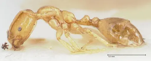 Trichomyrmex oscaris - FOCOL1719-1