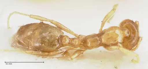 Trichomyrmex oscaris - FOCOL1719-2