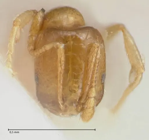 Trichomyrmex oscaris - FOCOL1719-2