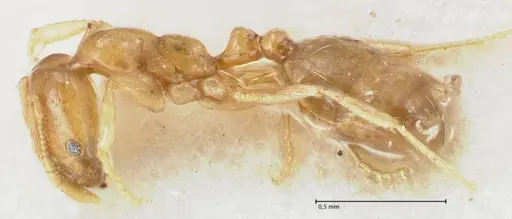 Trichomyrmex oscaris - FOCOL1719-2