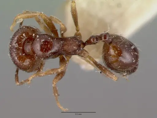 Trichomyrmex robustior specimen